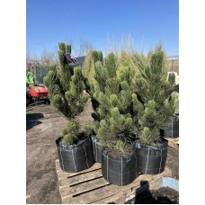 Сосна білокора Сателіт 80-100 см